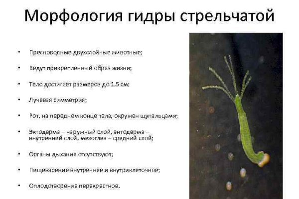 Аутентификатор кракен